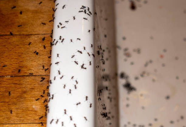 Best Best Pest Control Companies  in Lorain, OH